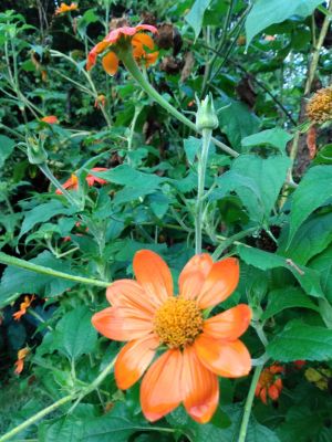 Torch Mexican Sunflowers