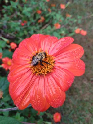 Torch Mexican Sunflowers