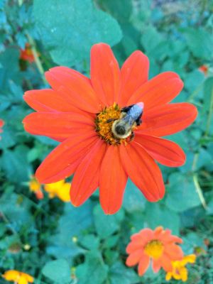 Torch Mexican Sunflowers