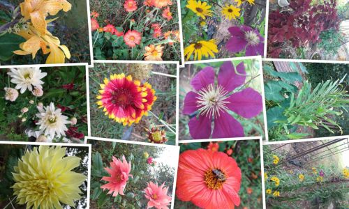Torch Mexican Sunflowers