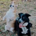 Wishbone Day Pet Adoption Event