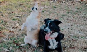 Wishbone Day Pet Adoption Event