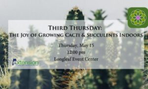 third thursday the joy of growing cati and succulents indoors