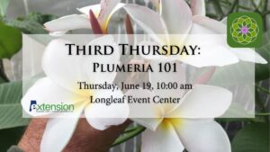Third Thursday: Plumeria 101