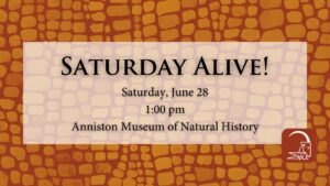 Saturday Alive!
