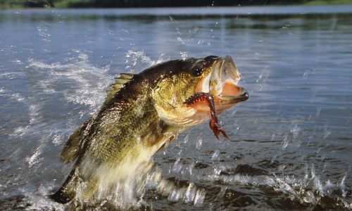 Alabama Launches Major Fish Stocking Program with Pro Anglers, Lawmakers &ndash; June 27 Event at Lincoln Landing