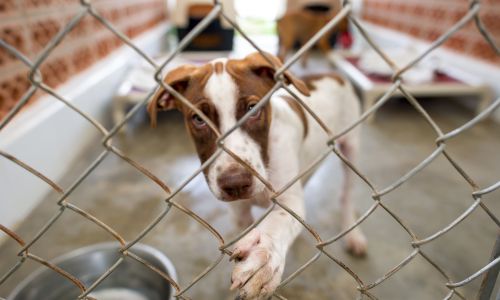City of Anniston Temporarily Suspends Animal Control Vouchers Due to Full Shelter Capacity