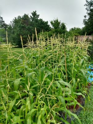 Peaches & Cream Corn