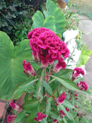 Perennial & Annual Seeds To Increase Pollination