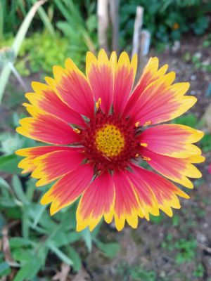 Perennial & Annual Seeds To Increase Pollination