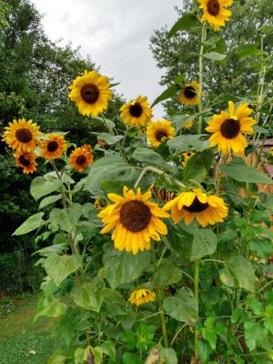 Perennial & Annual Seeds To Increase Pollination