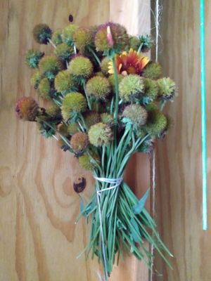 Perennial & Annual Seeds To Increase Pollination