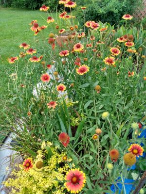 Perennial & Annual Seeds To Increase Pollination