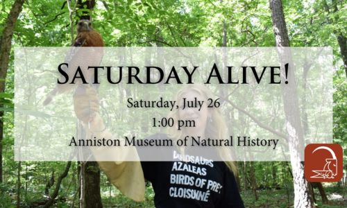 Saturday Alive!