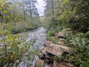 Hike with a Naturalist: DeSoto Scout Trail