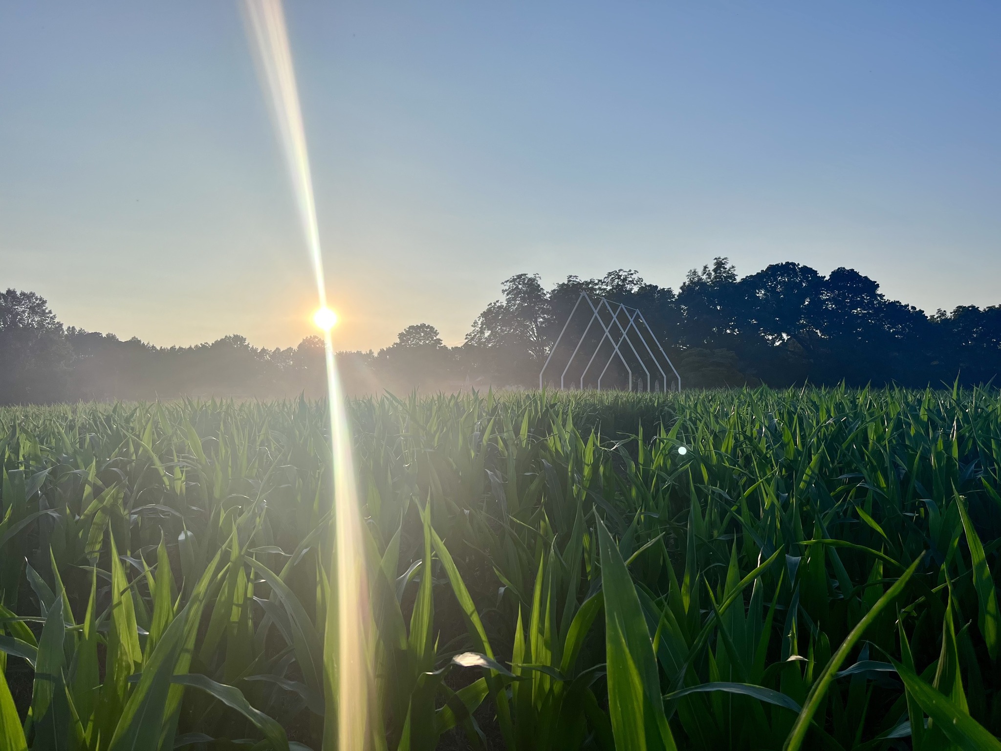 Bennie's Corn Maze - Opening Day