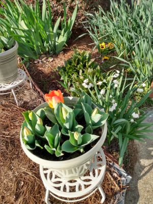 Fall Plantings Yield Spring Beauty