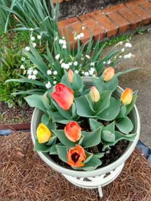 Fall Plantings Yield Spring Beauty