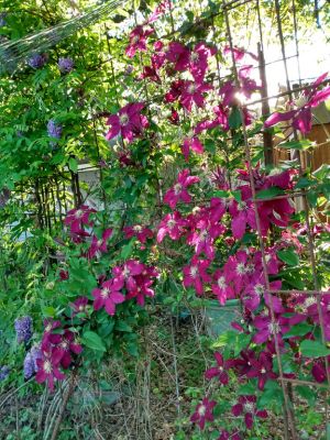 Fall Plantings Yield Spring Beauty