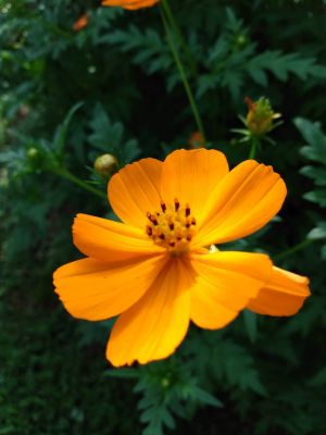Orange Tickseed Blooms
