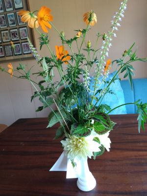 Orange Tickseed Blooms