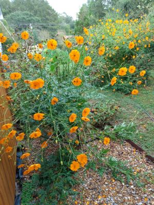 Orange Tickseed Blooms