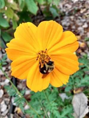 Orange Tickseed Blooms