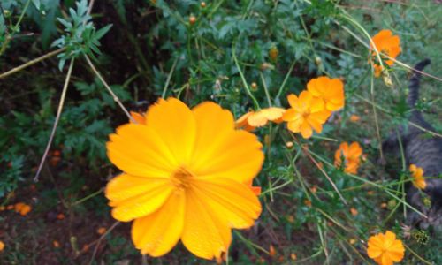 Orange Tickseed Blooms