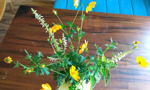 Orange Tickseed Blooms