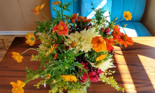 Orange Tickseed Blooms