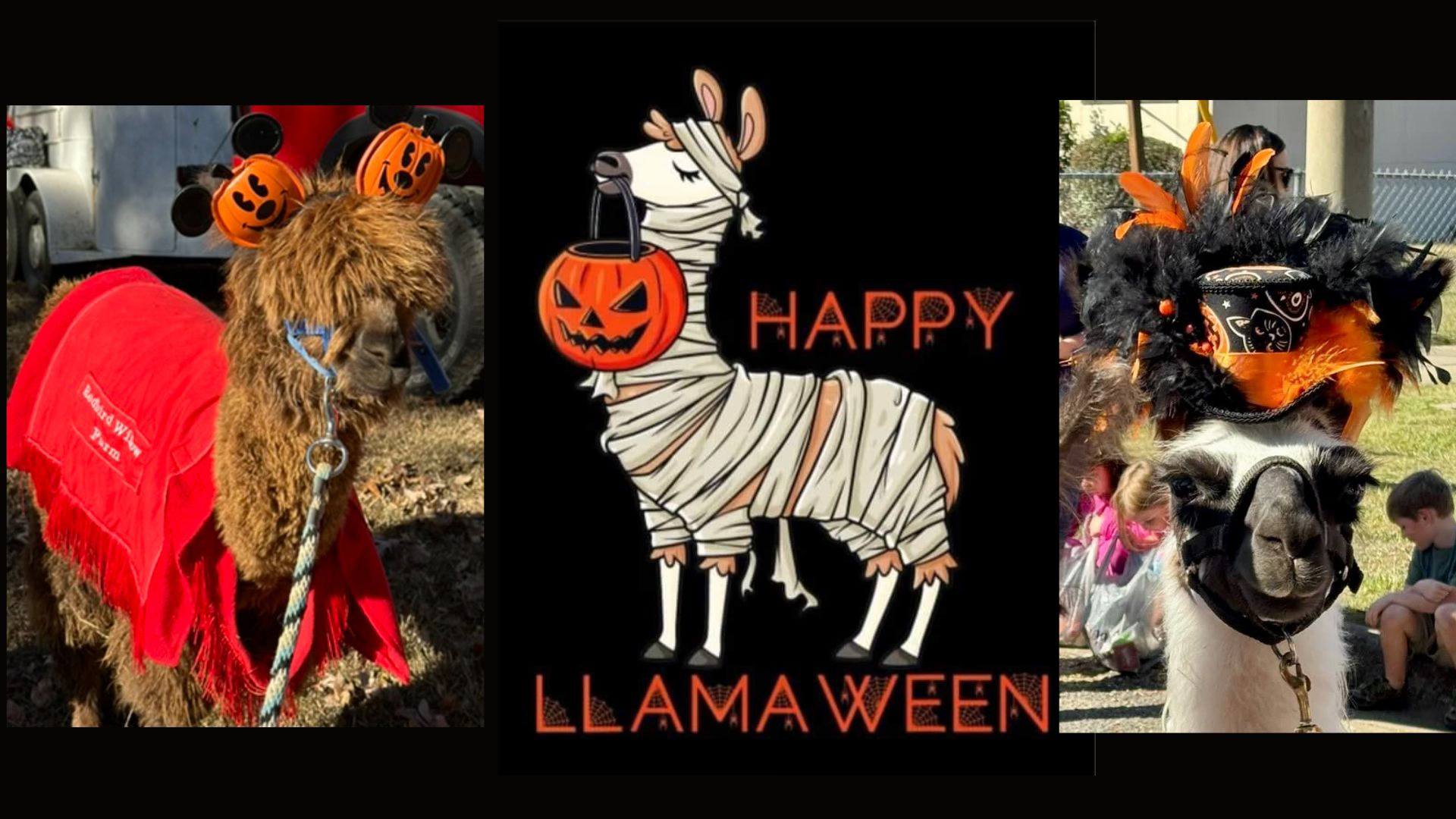 Redbird Willow Farm's Annual Halloween Dancy Party
