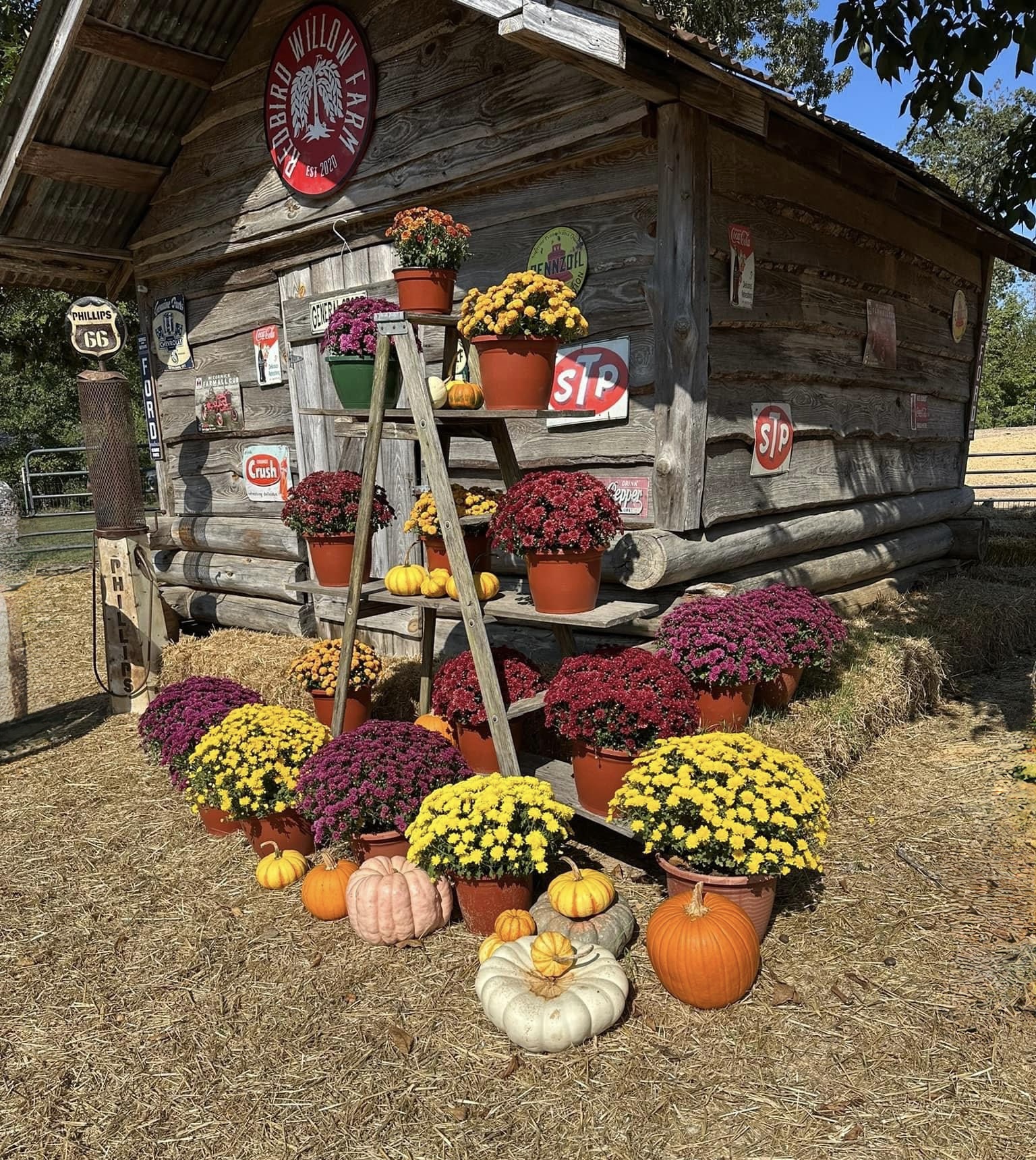 Mum and Pumpkin Patch Playground