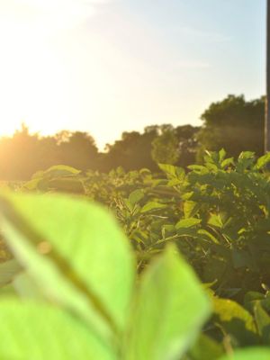 Ag, Forestry Shine in Farming Feeds Alabama Photo Contest