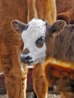 Ag, Forestry Shine in Farming Feeds Alabama Photo Contest