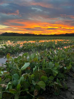 Ag, Forestry Shine in Farming Feeds Alabama Photo Contest