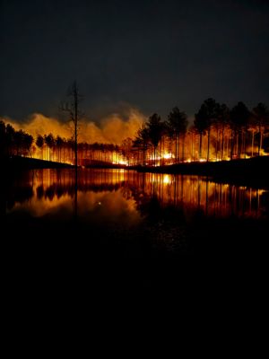 Ag, Forestry Shine in Farming Feeds Alabama Photo Contest