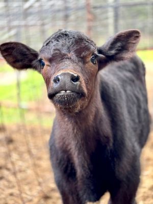 Ag, Forestry Shine in Farming Feeds Alabama Photo Contest