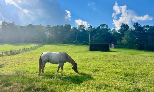 Ag, Forestry Shine in Farming Feeds Alabama Photo Contest