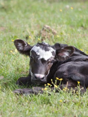 Ag, Forestry Shine in Farming Feeds Alabama Photo Contest
