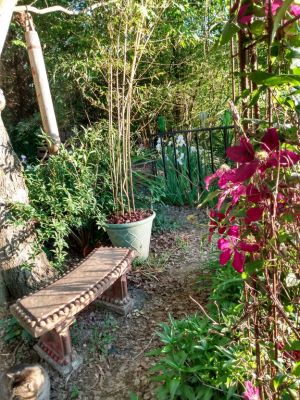 How To Winterize A Shade Garden