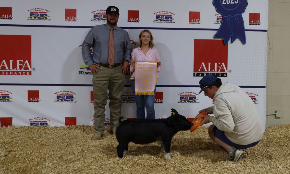 KateLynn Dummar of Calhoun County exhibited the Reserve Supreme Champion Gilt in the Youth Swine Show at the Alabama National Fair Oct. 12 in Montgomery. She is pictured with judge Kole Sutton of Oklahoma. Her gilt was also the Commercial Champion. Alabama Farmers Federation and Alfa Insurance sponsored youth livestock activities at the fair.