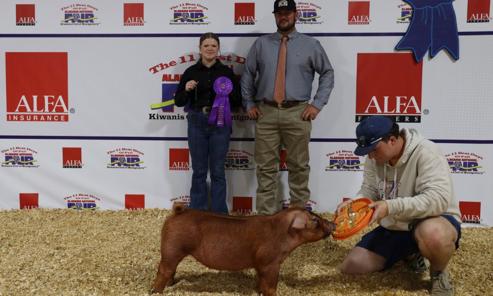 Abigail Cone of Calhoun County exhibited the Champion Duroc Purebred Gilt in the Youth Swine Show at the Alabama National Fair Oct. 12 in Montgomery. She is pictured with judge Kole Sutton of Oklahoma. Alabama Farmers Federation and Alfa Insurance sponsored youth livestock activities at the fair.
