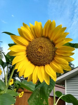 Saving Seeds In The Fall