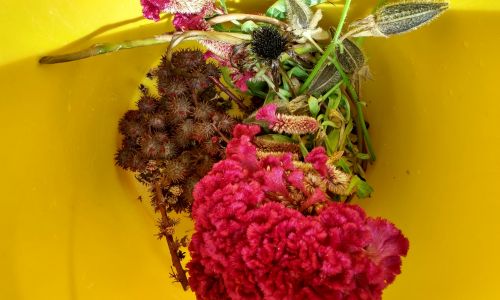 Saving Seeds In The Fall