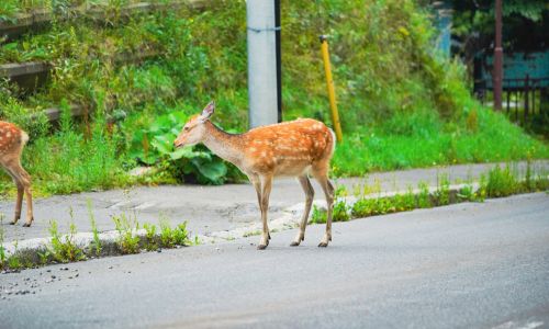 ALEA Reminds Motorists to Stay Alert as Deer Movement Increases Statewide