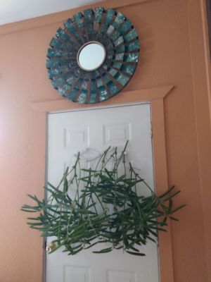 Winter Organized Garden