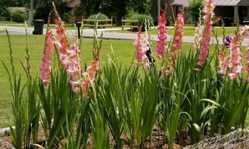 Holiday Ladiga Lights