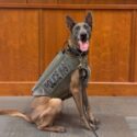 Anniston Police Department’s K9 Izzy has received donation of body armor