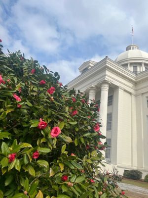Camellia Named for Governor Ivey on Alabama &ldquo;Camellia Day&rdquo;
