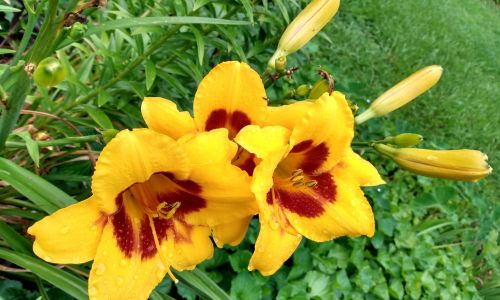 Sun Plants Are Not Shade Plants